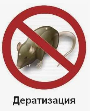 дератизация.jpg